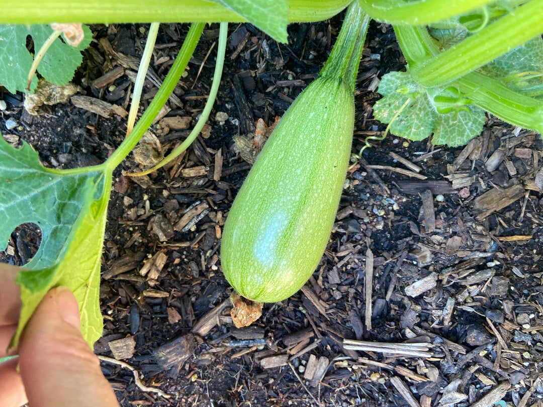 I thought I planted goldetti squash and acorn squash but did I somehow