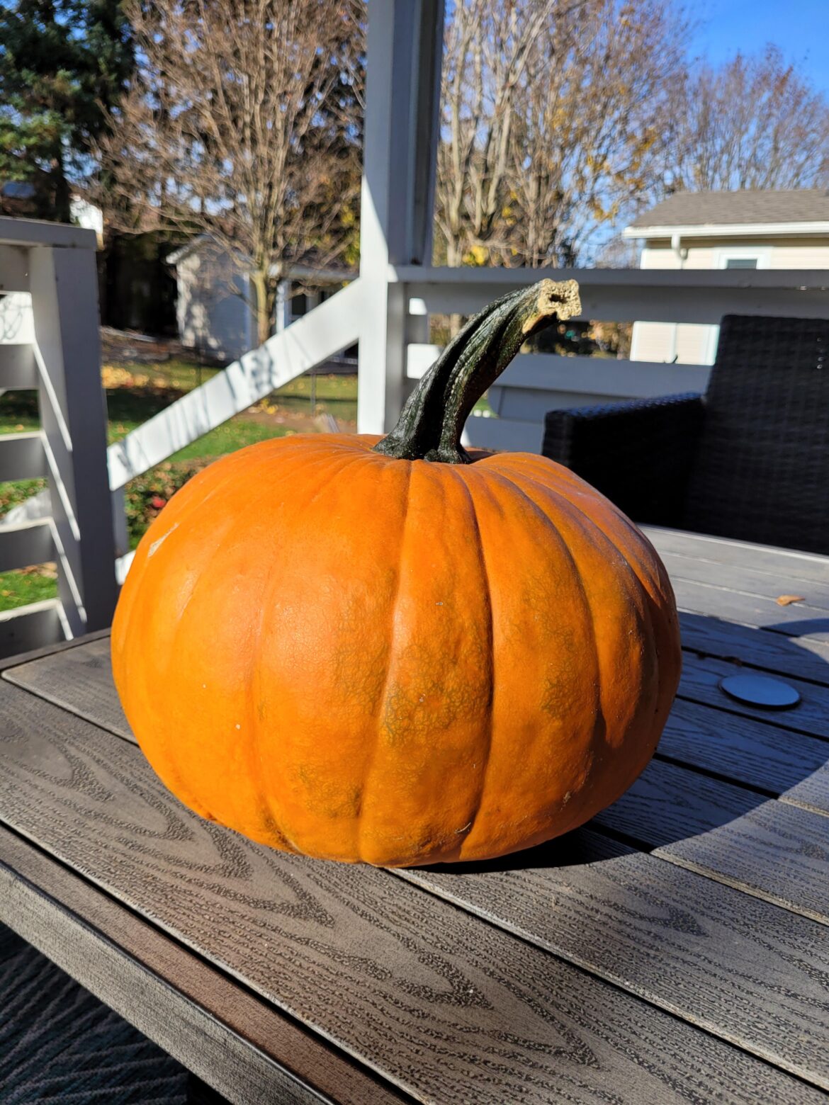 A moment of appreciation for my most successful homegrown pumpkin ever! Made from discarding last year's pumpkin to decompose in the garden and waiting to see what happened. Very proud!