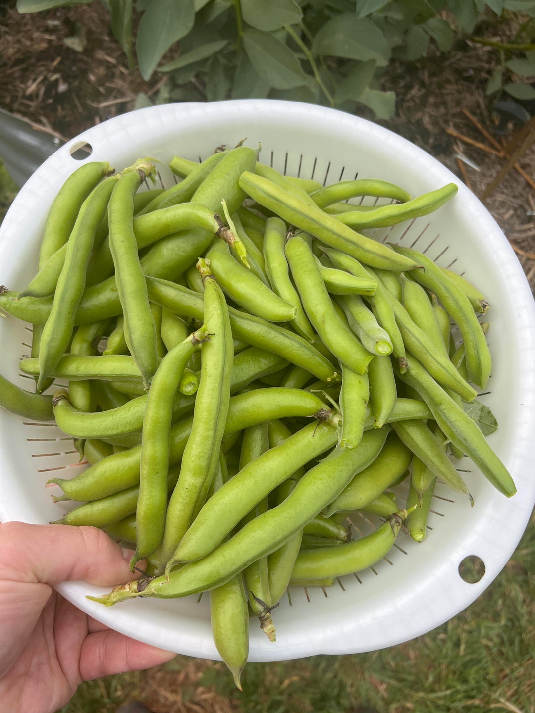 My broad beans! Dining and Cooking