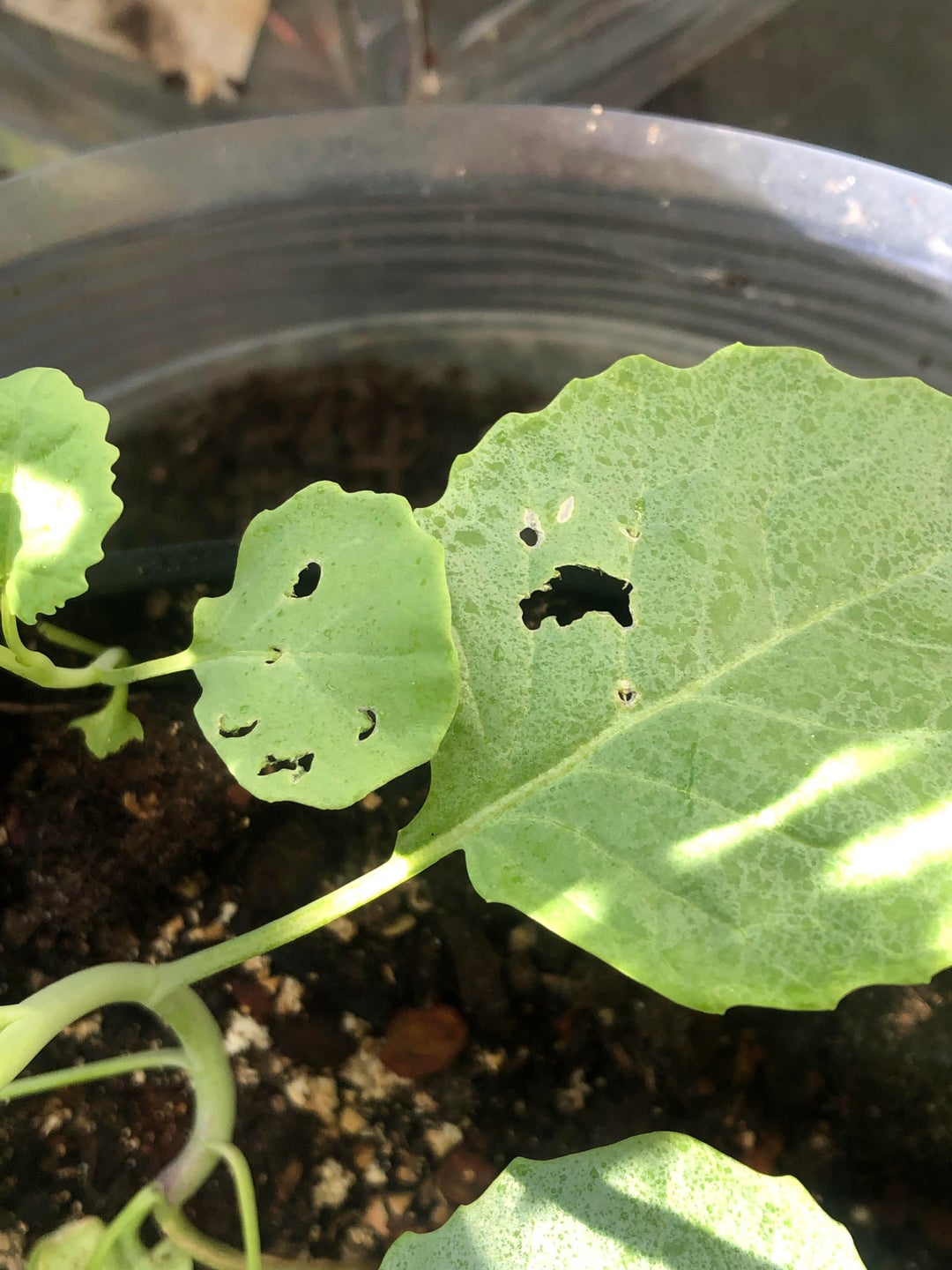 What’s eating my plants? In South Florida Dining and Cooking