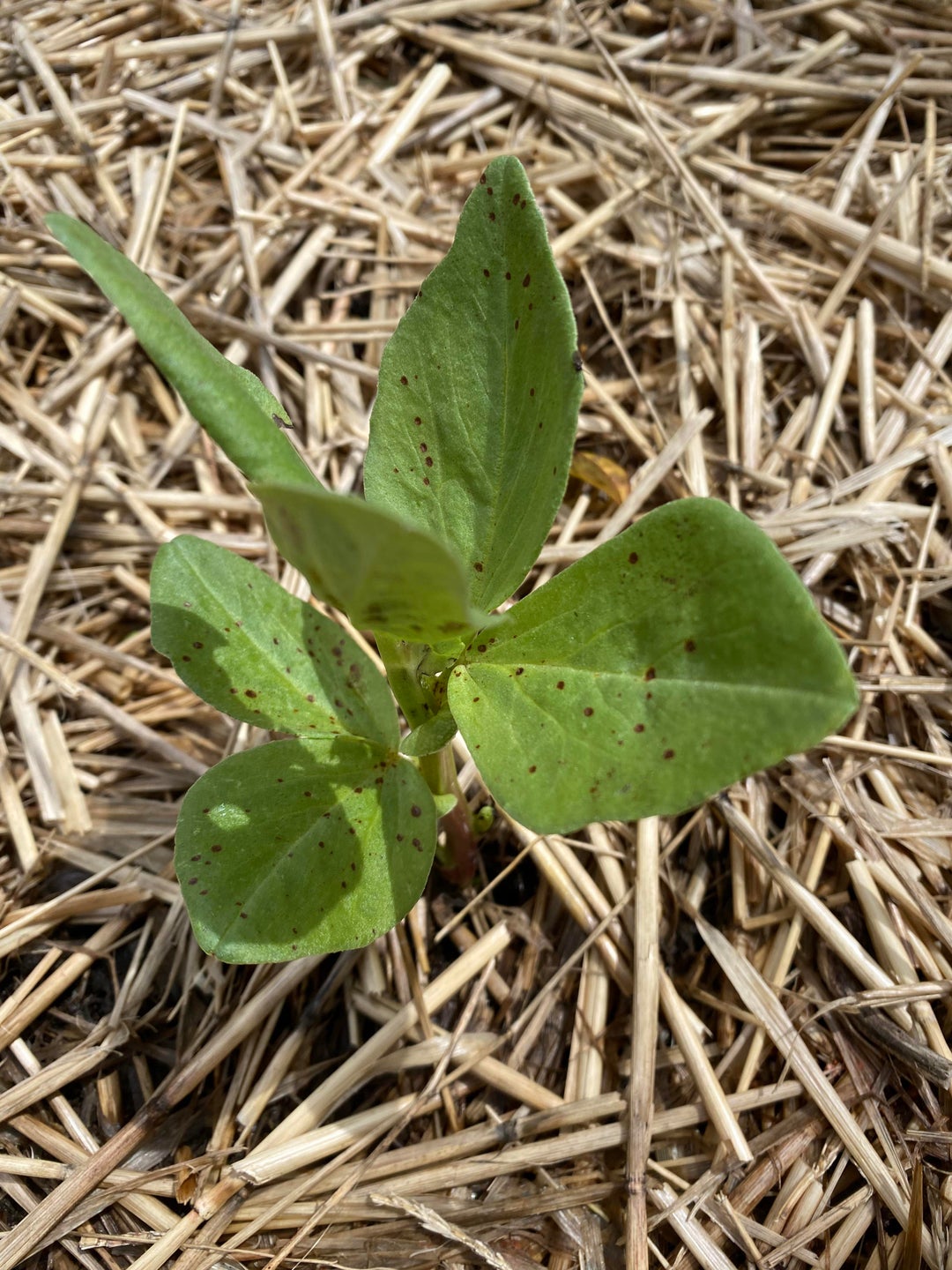 What are these brown spots and dead bits on my string beans caused by