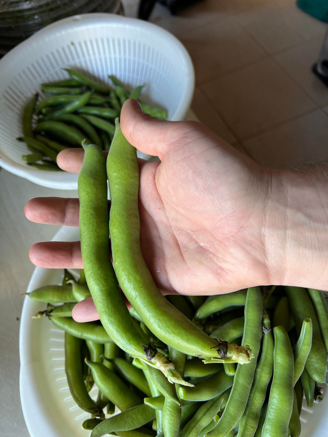 My broad beans! Dining and Cooking