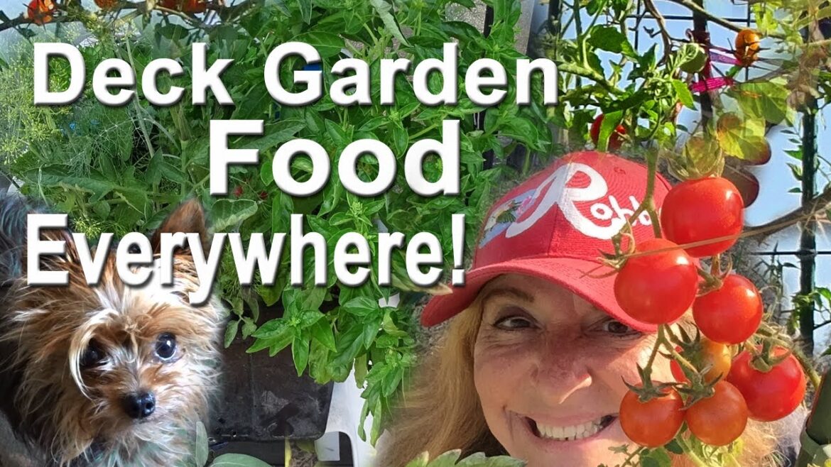 Container Garden TIPS Vegetable Gardening on Deck Patio Watermelon Herbs Tomatoes Totes & Pot Plants Container Garden TIPS Vegetable Gardening on Deck Patio Watermelon Herbs Tomatoes Totes & Pot Plants