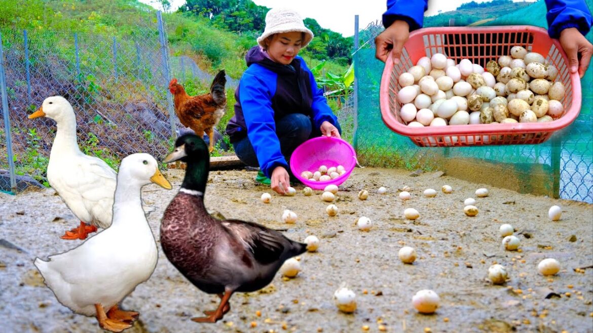 Episode 98 - Harvesting eggs, building a garden to grow clean vegetables