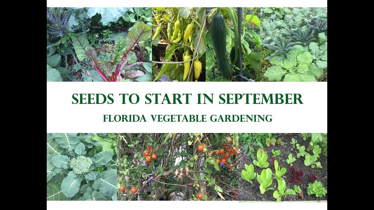 What To Plant In September For Your Central Florida Vegetable Garden