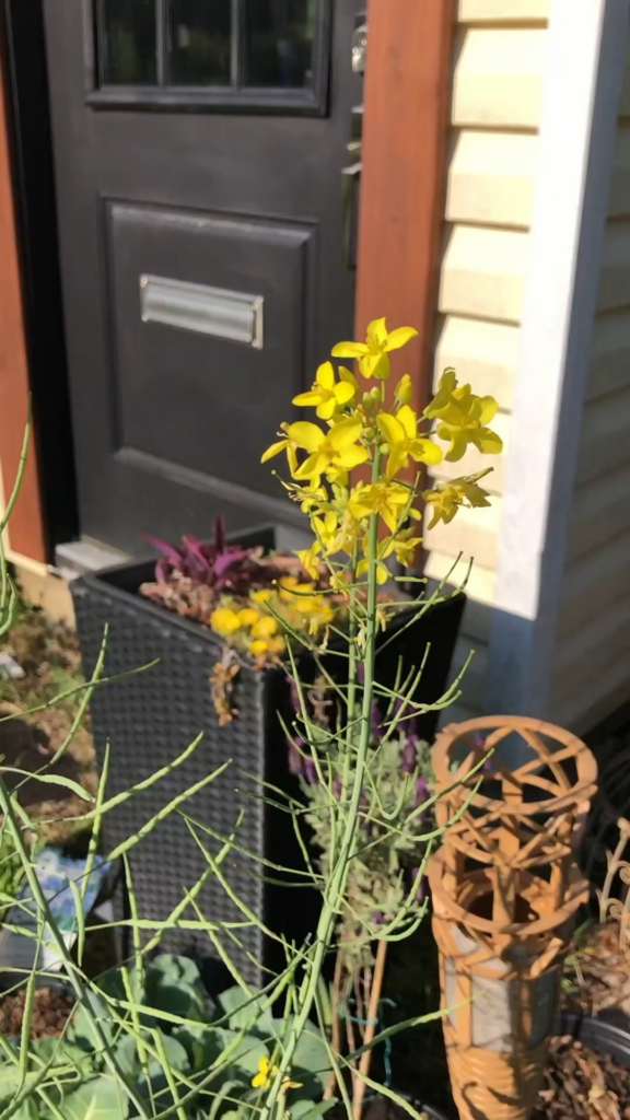 Planting Collards from seed to harvest
