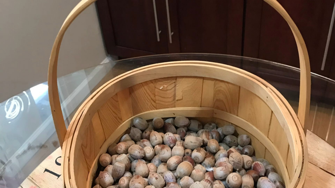 도토리묵 만들기 How I process Acorns from harvest to Dotorimuk Acorn Jelly. Tap video for sound.