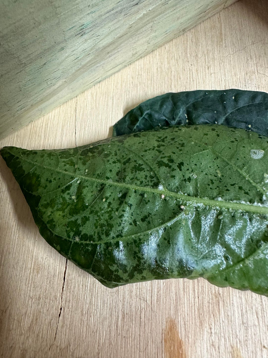 Help identifying these pests.. - Dining and Cooking