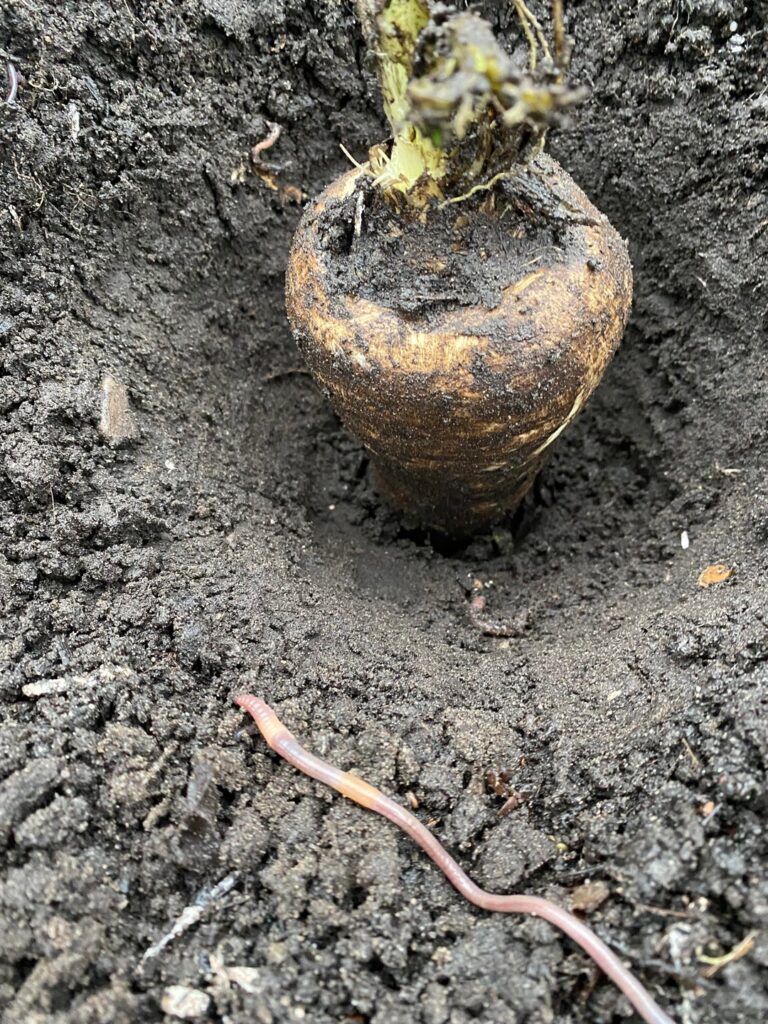Biggest parsnip I've harvest so far!