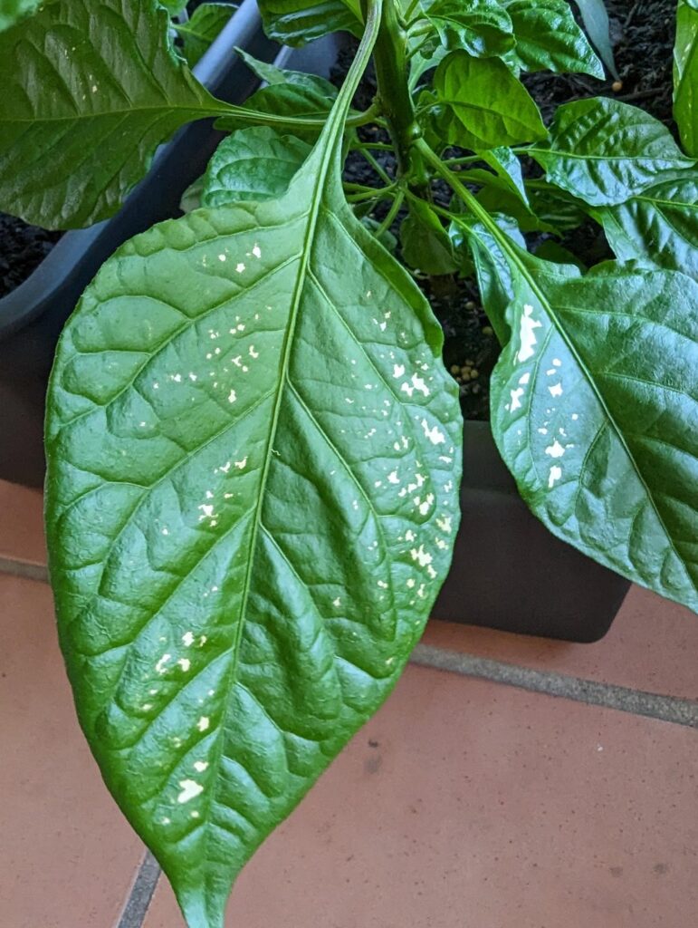 What's causing the white/dead patches on my chilli plant?
