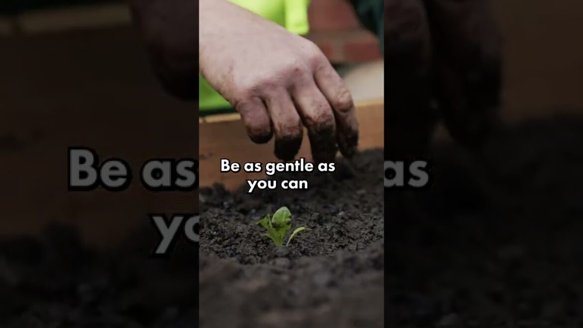 How to prepare a vegetable garden with Jim's Mowing