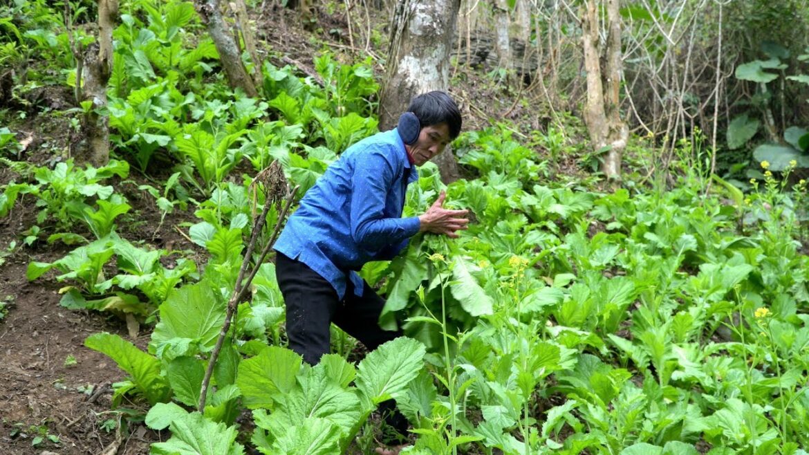Vegetable Garden Harvest, Ginger go market sell, my daily life, forest life