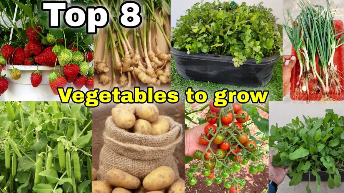 Top 8 vegetables we can grow at home / Garden || The one page