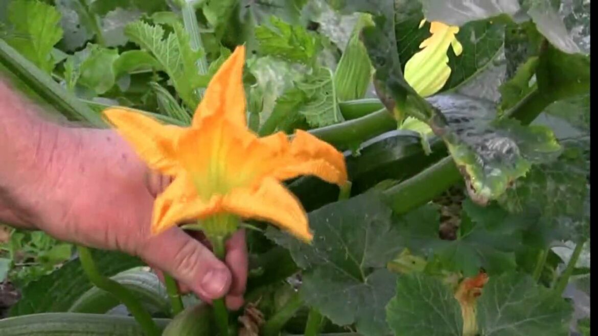 Vegetable Gardening: Growing Zucchini / Courgette: How to Grow