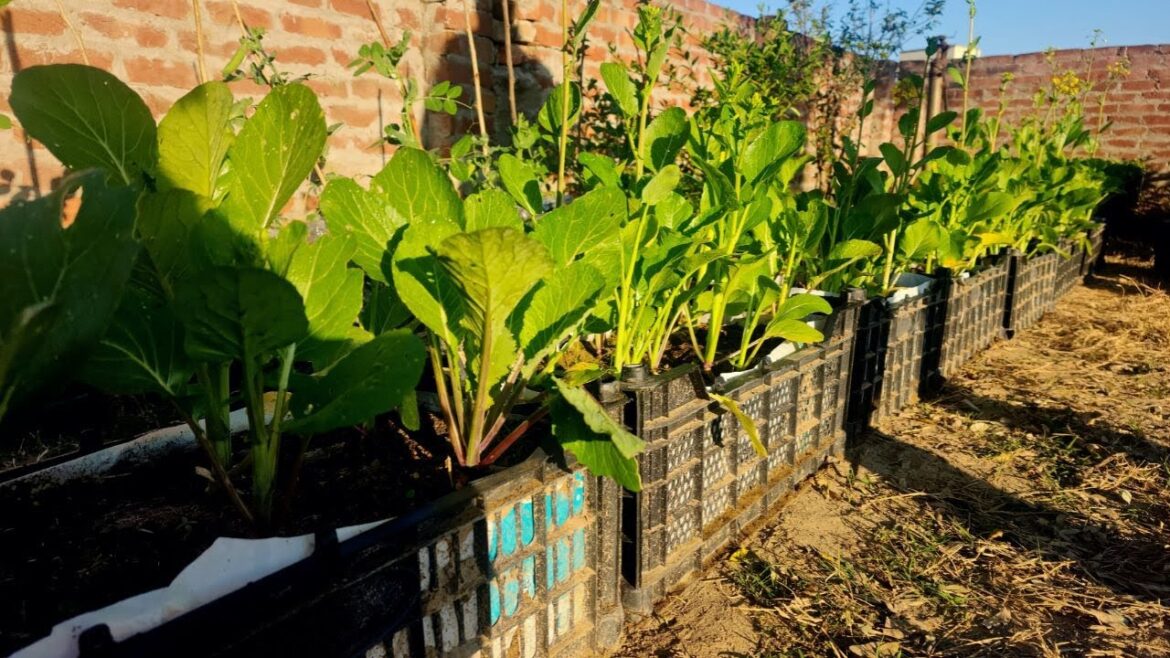 No Need For a Garden - Growing Vegetables to Provide for the Family is Easy
