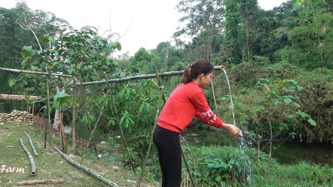 Clean water supply system by bamboo pipe, Vegetable gardening || Ut's Farm (Ep12)