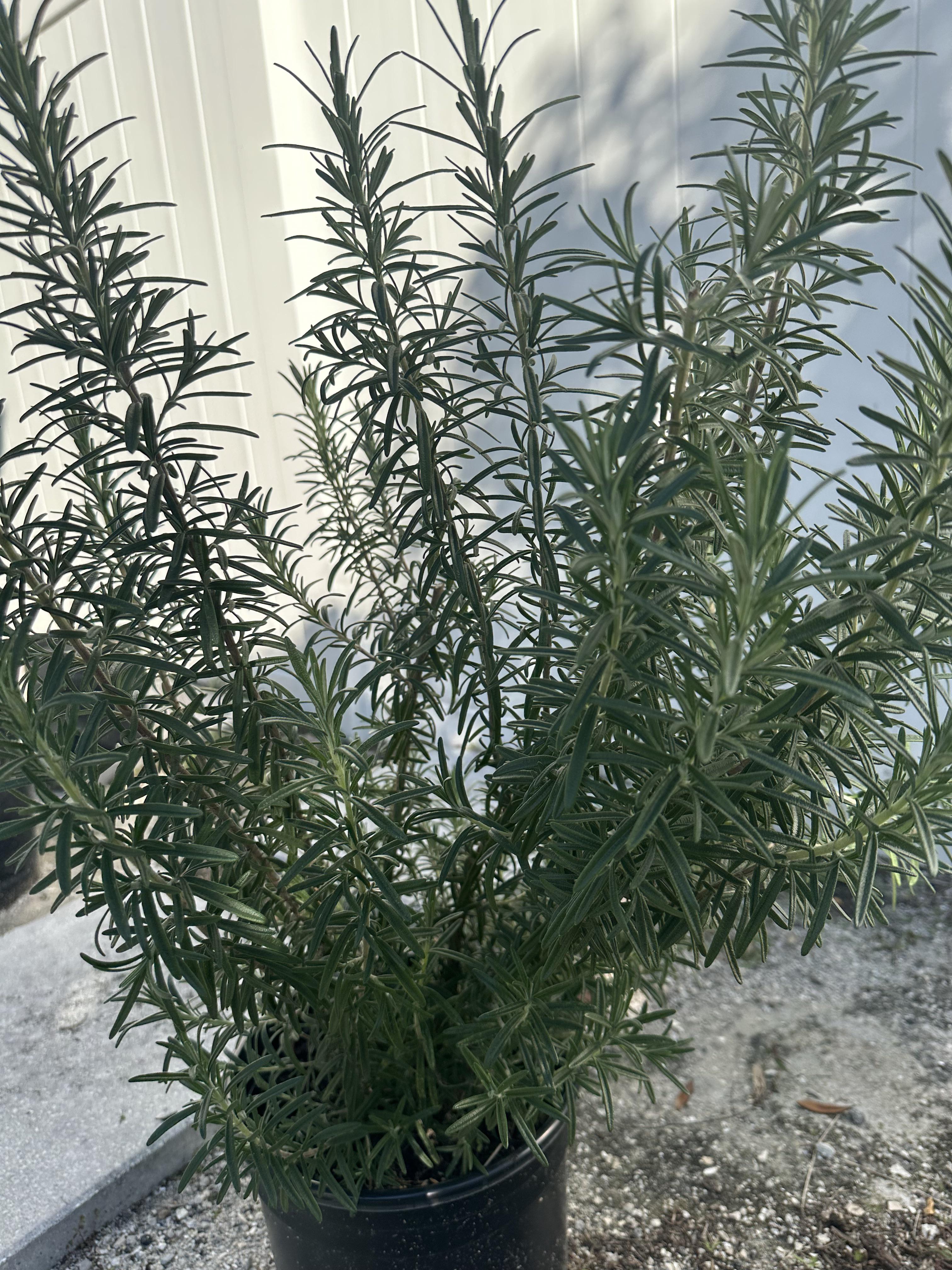 Is there a way to preserve Rosemary for long term use ? Dining and