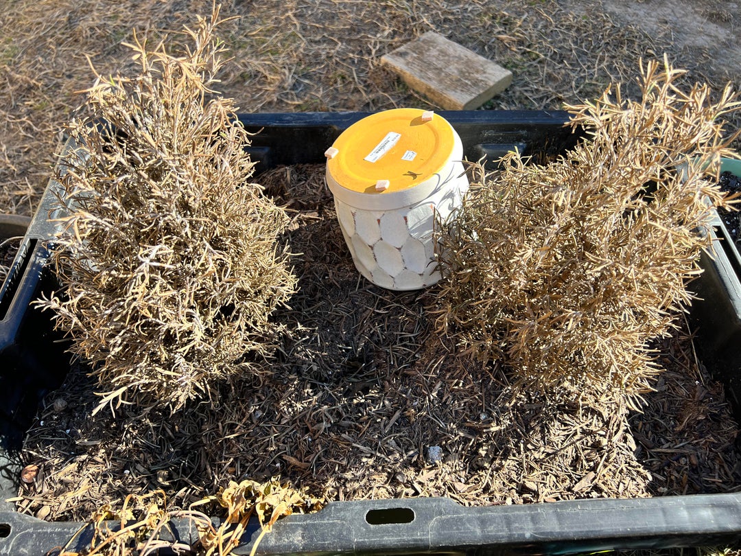 Will these rosemary recover from a hard freeze during Christmas holiday