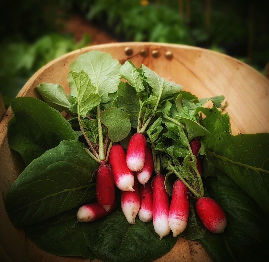 How to stop Radish from going rubbery I submerge mine in cold Water