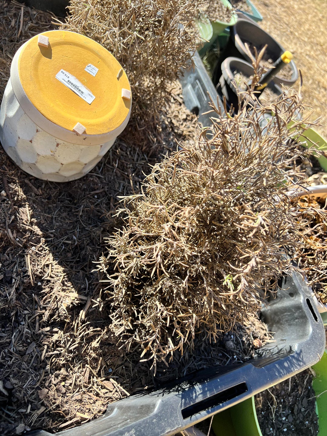 Will these rosemary recover from a hard freeze during Christmas holiday