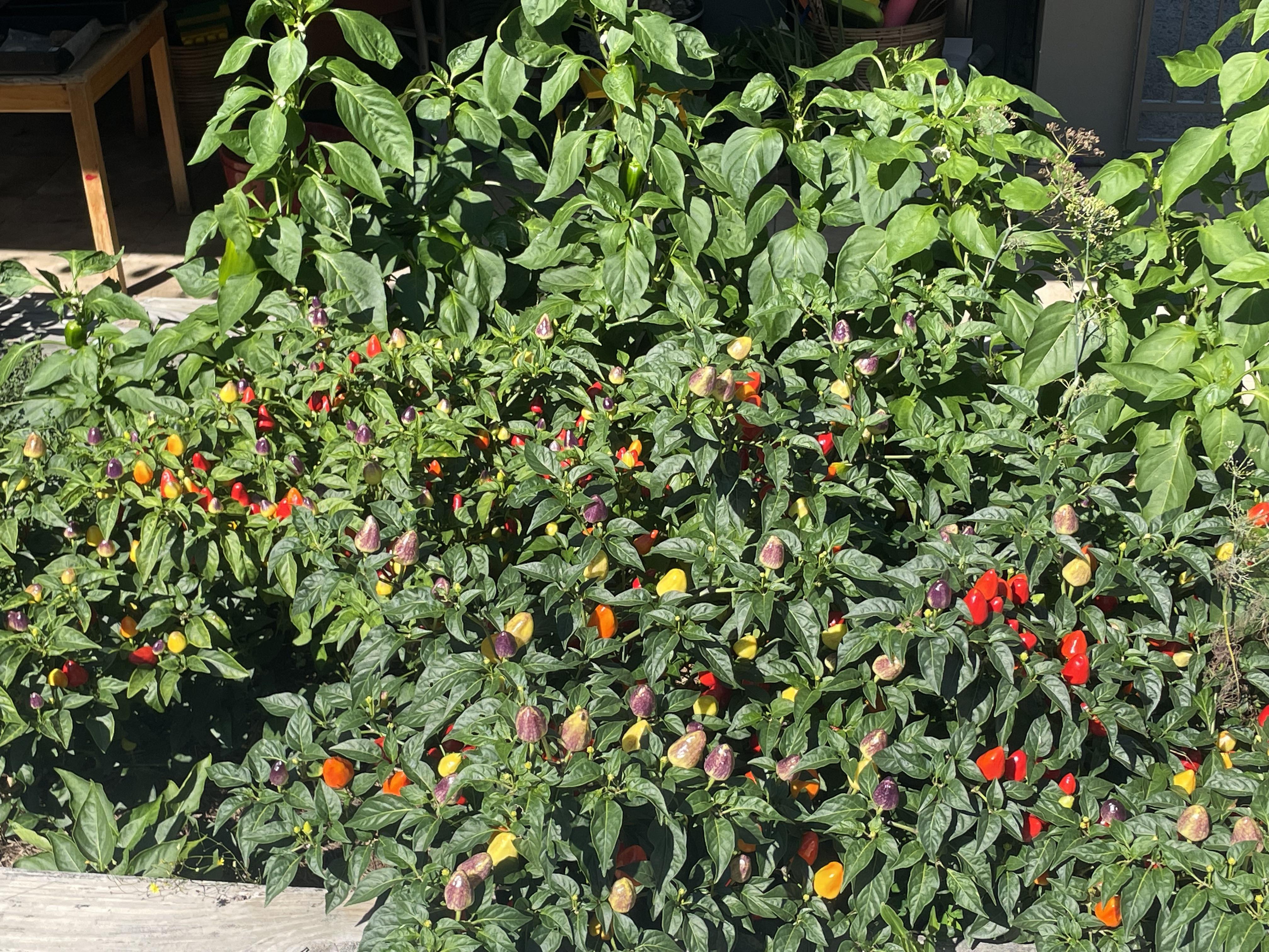 all-the-colors-of-the-chillis-dining-and-cooking