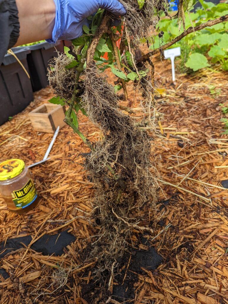 (Mildly Interesting) Tomato roots