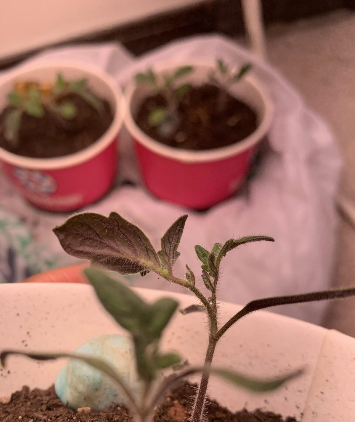 Is this normal for tomato seedlings?