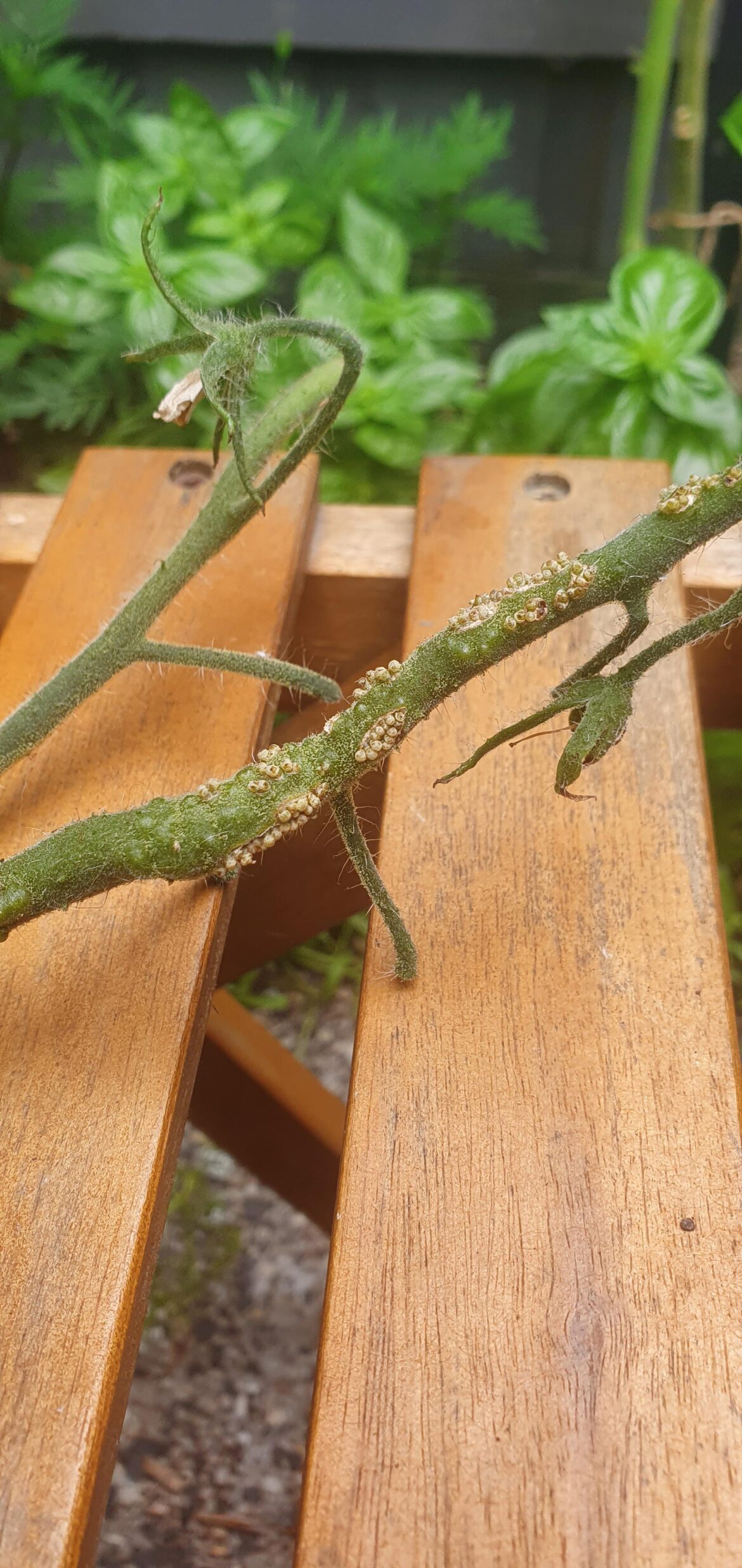 Help my identify this tomato pest / disease - Dining and Cooking