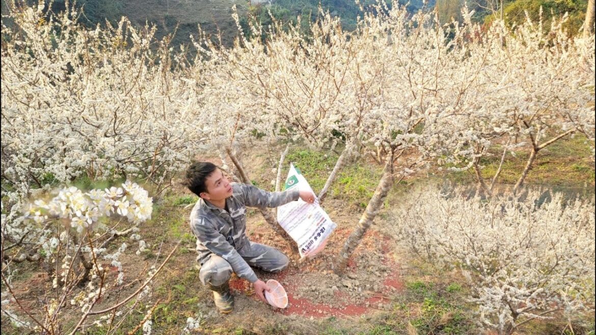 Taking care of phosphate fertilizers for plum gardens, vegetable gardens, going out on Tet holiday