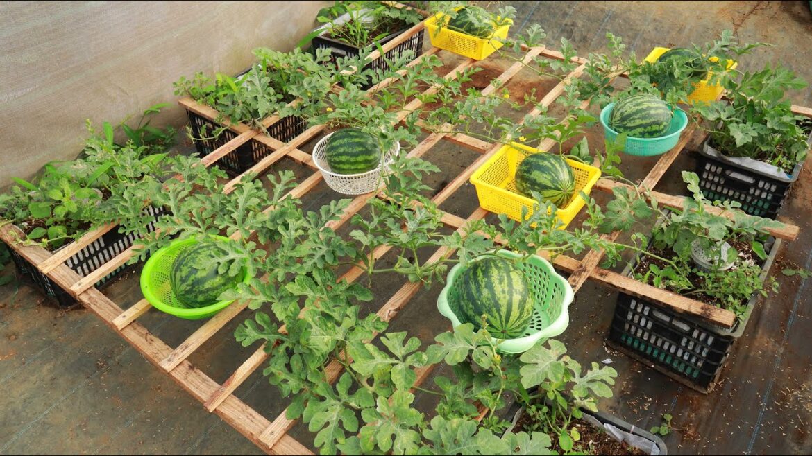 Growing watermelon at home like this is both easy and high yield - No garden needed