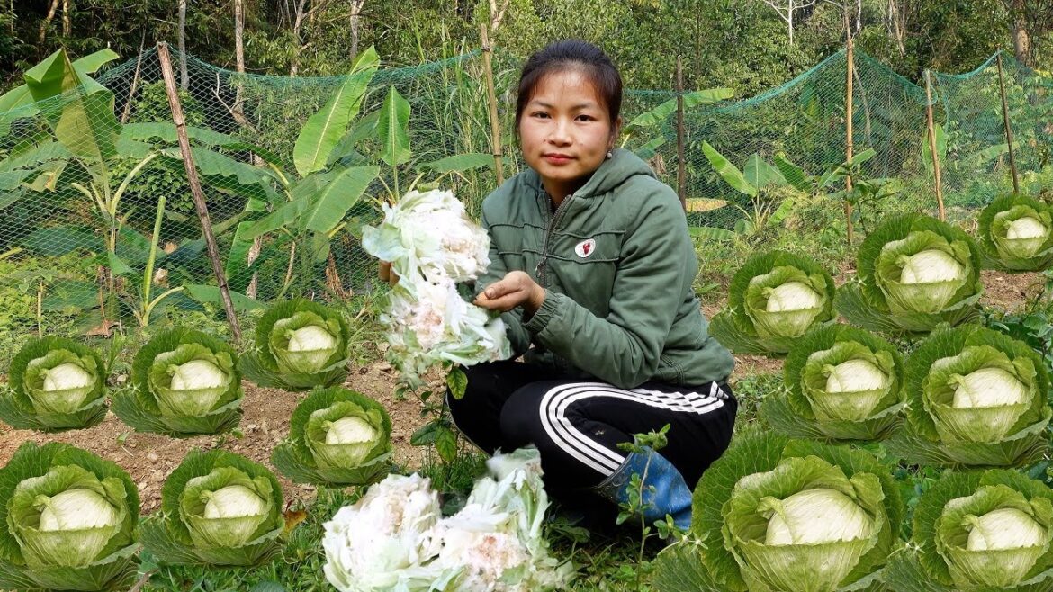 Feeling sorry when Ms. Xuan's vegetable garden was destroyed Build a farm, Live with nature #136