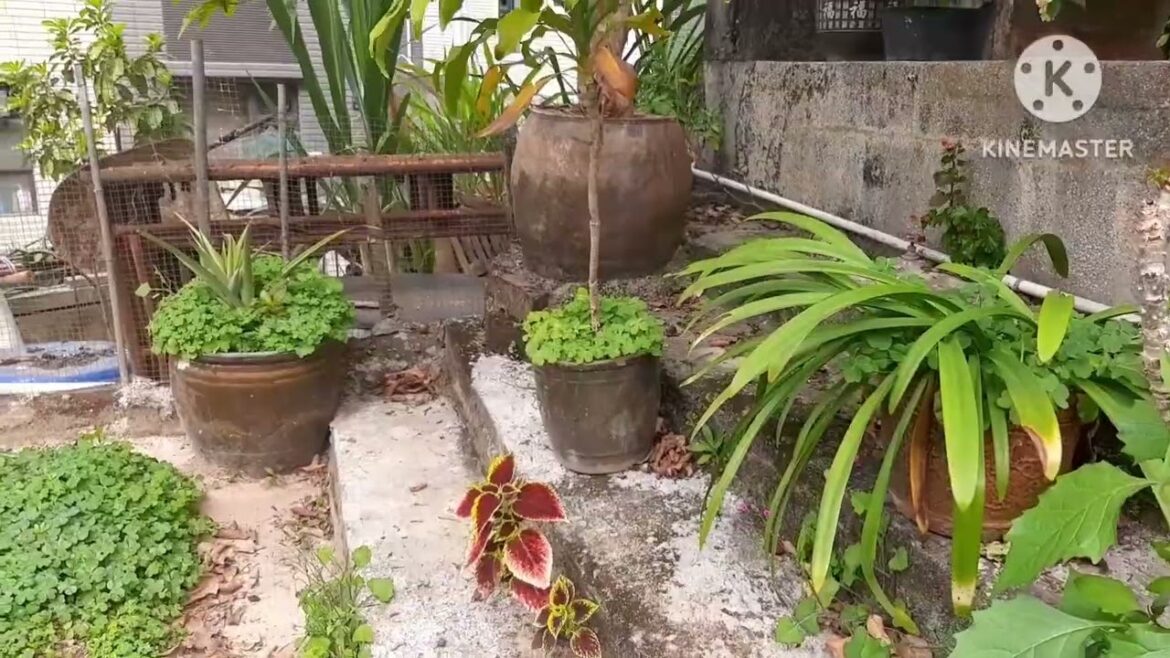 Vegetables Garden! #ofw #provincelife