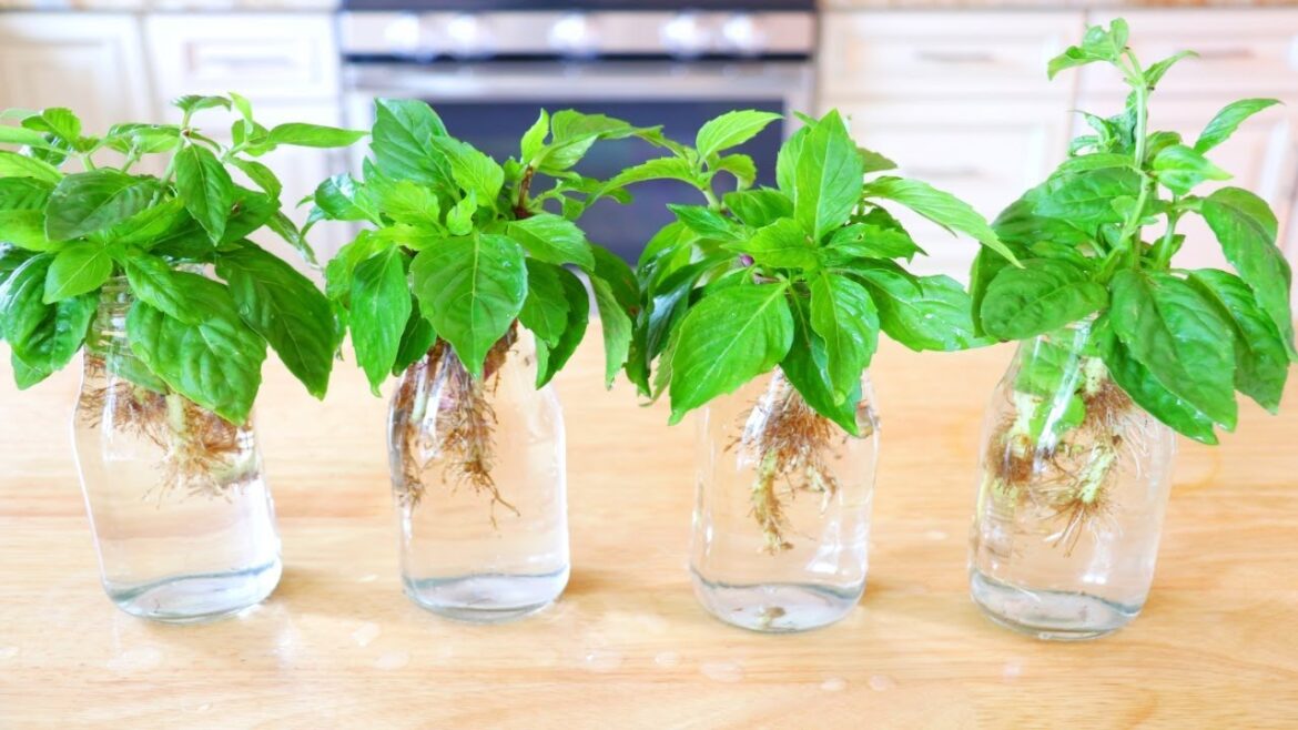 How to Grow Basil from Cuttings? Vegetable Gardening 101, CiCi Li - Asian Home Cooking Recipes
