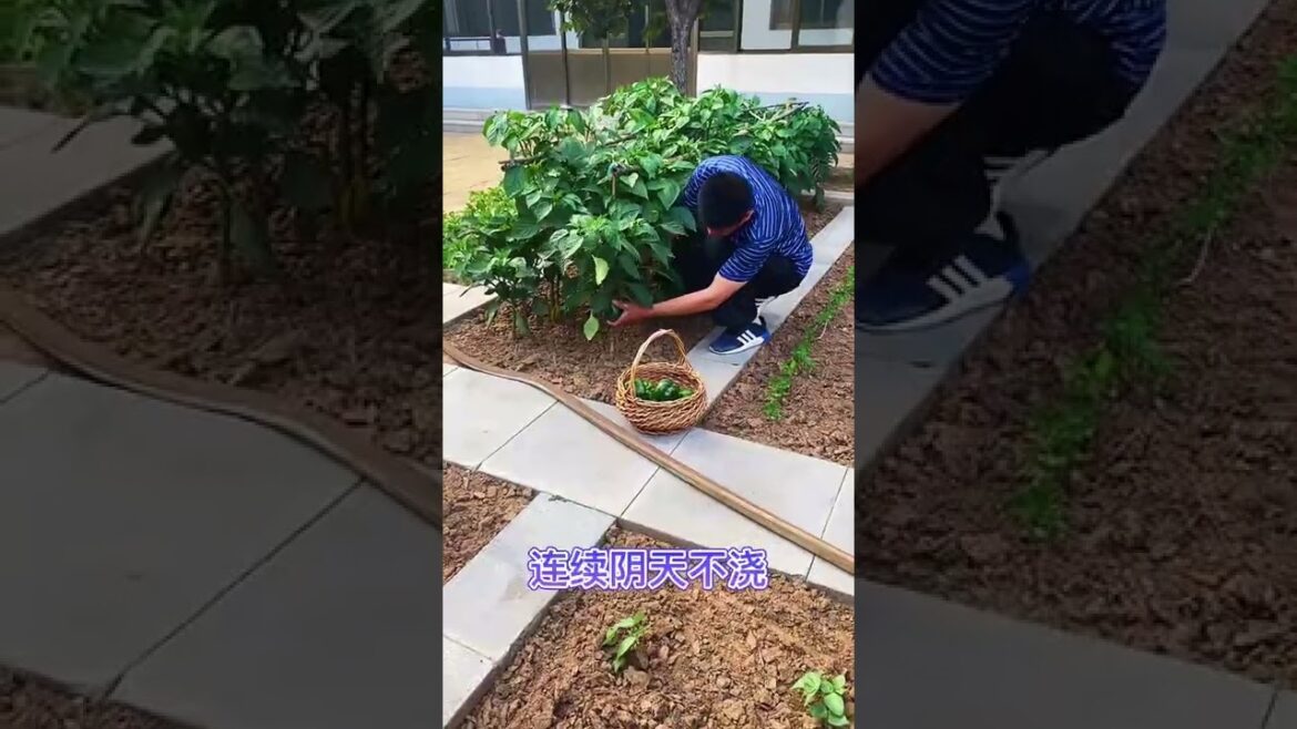 vegetable garden tour|how grow vegetables home