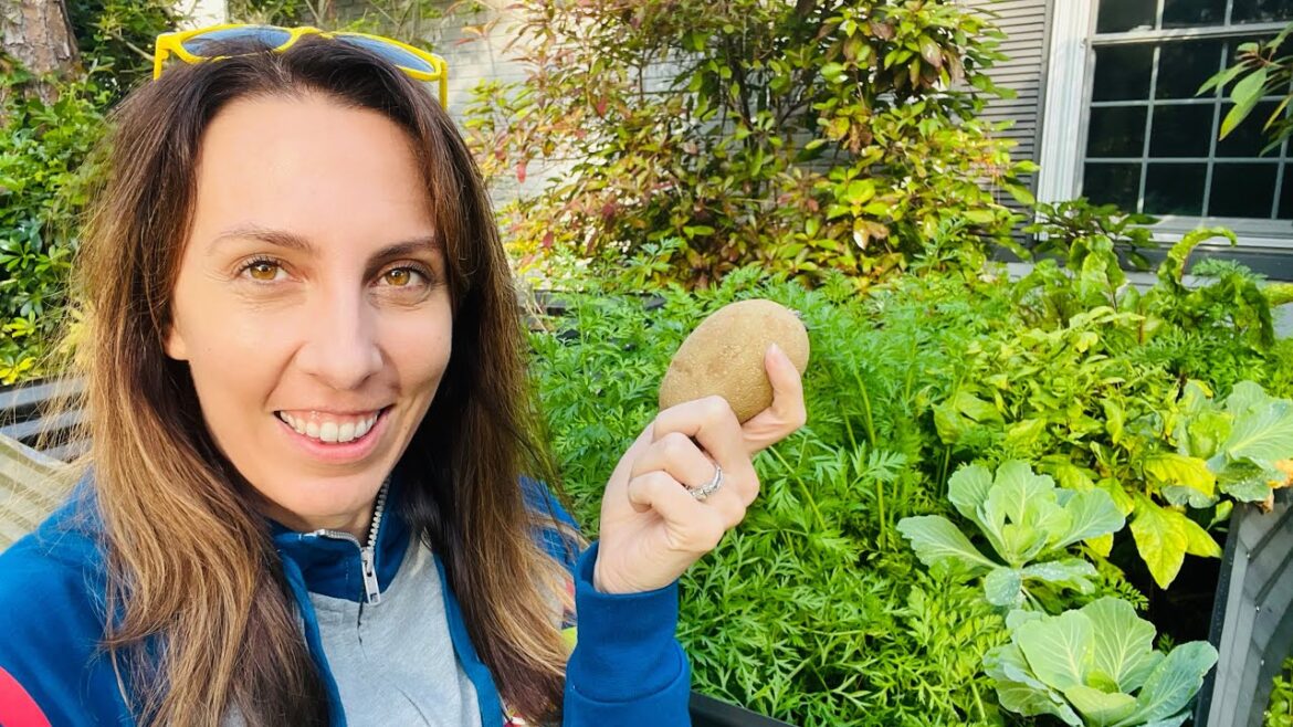 The Best Vegetables for February in your Florida Garden The Best Vegetables for February in your Florida Garden