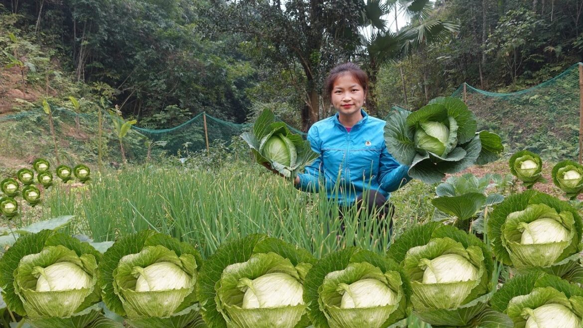 How to take care of the vegetable garden, harvest sweet potatoes, Build a green forest life Ep.114