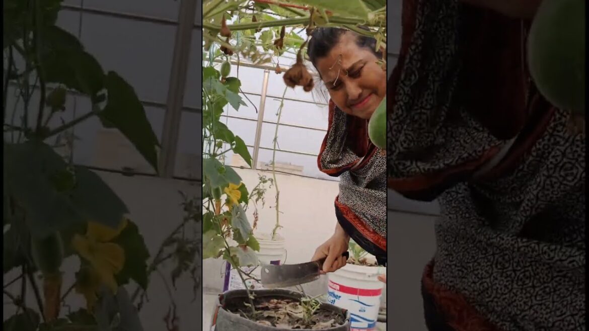 Mother loves her vegetable garden #shorts #viral #grownow #youtubeshorts #bottlegourd #gourds