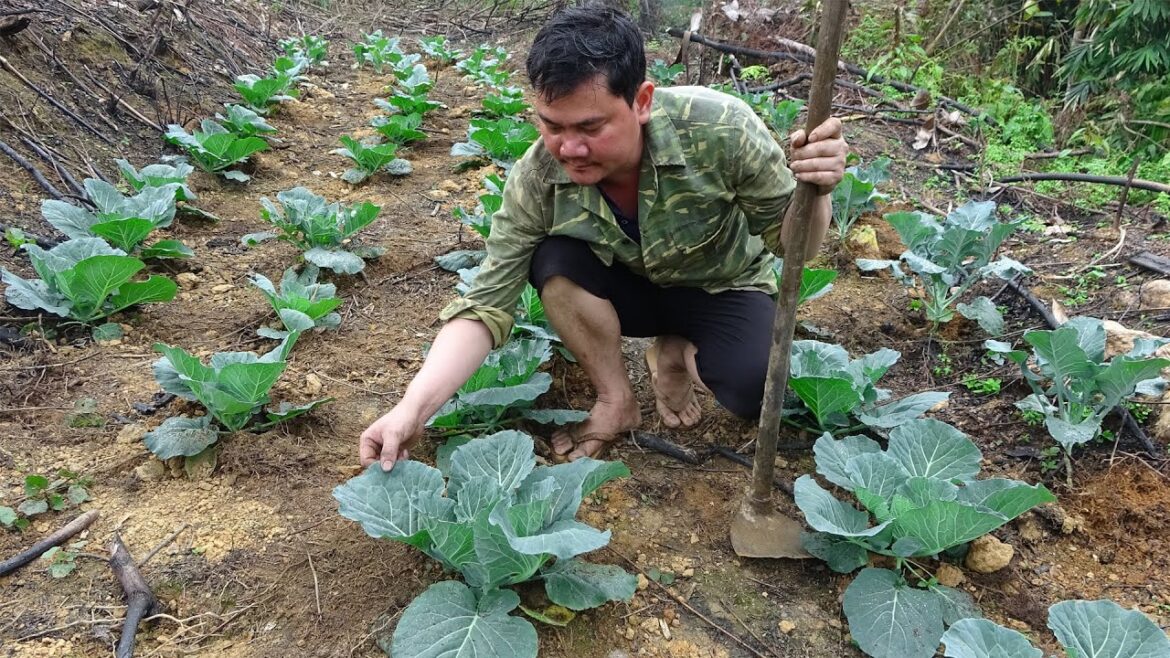 Daily Work At Farm: Caring for pigs and vegetable garden - Get food for fish | Build Free Life
