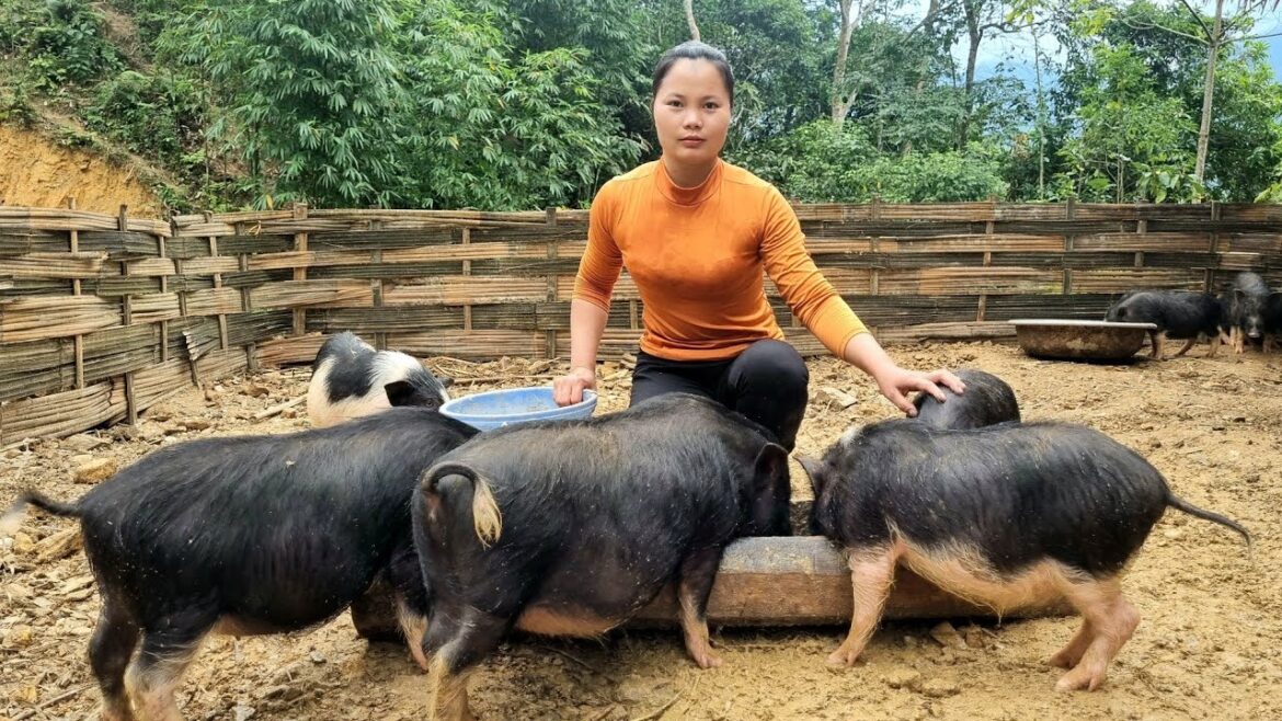 How to build farm life, Wild pig feed & Vegetable gardening Free life in the forest | Tuong Van Chan