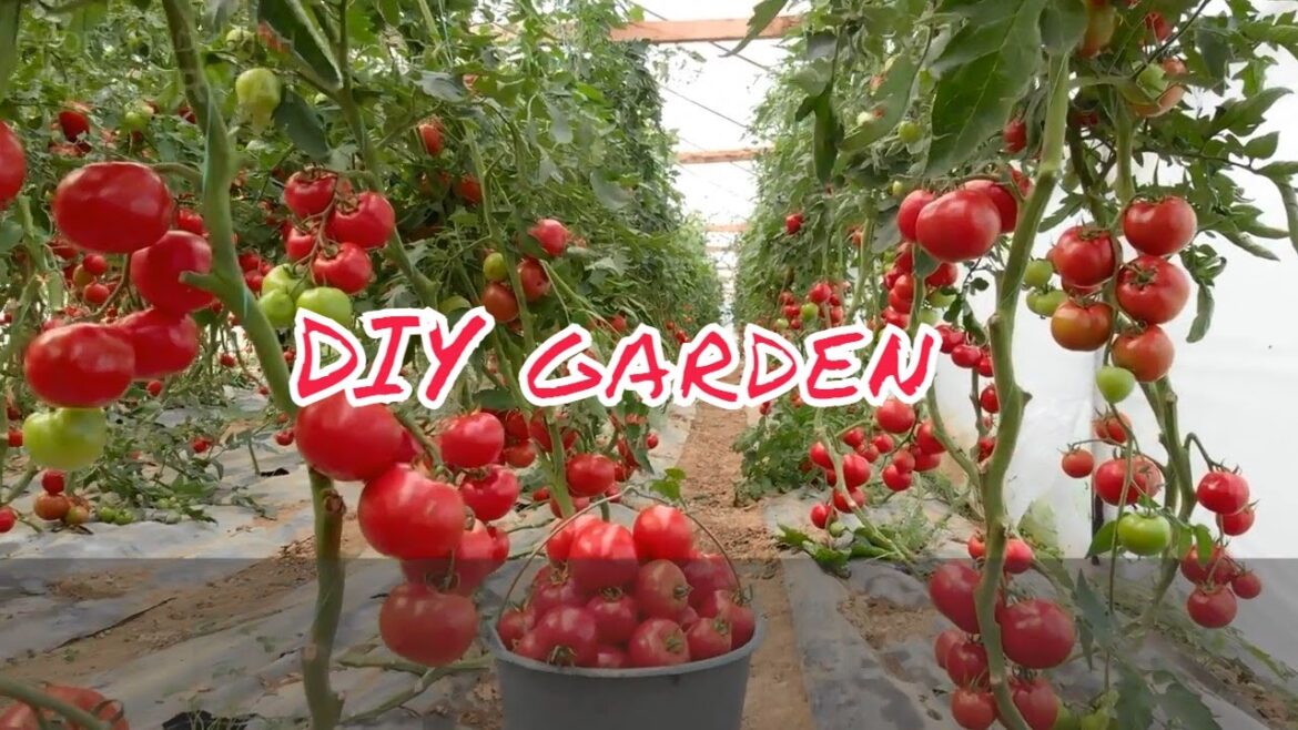 How to start a vegetable garden | Homemade 33