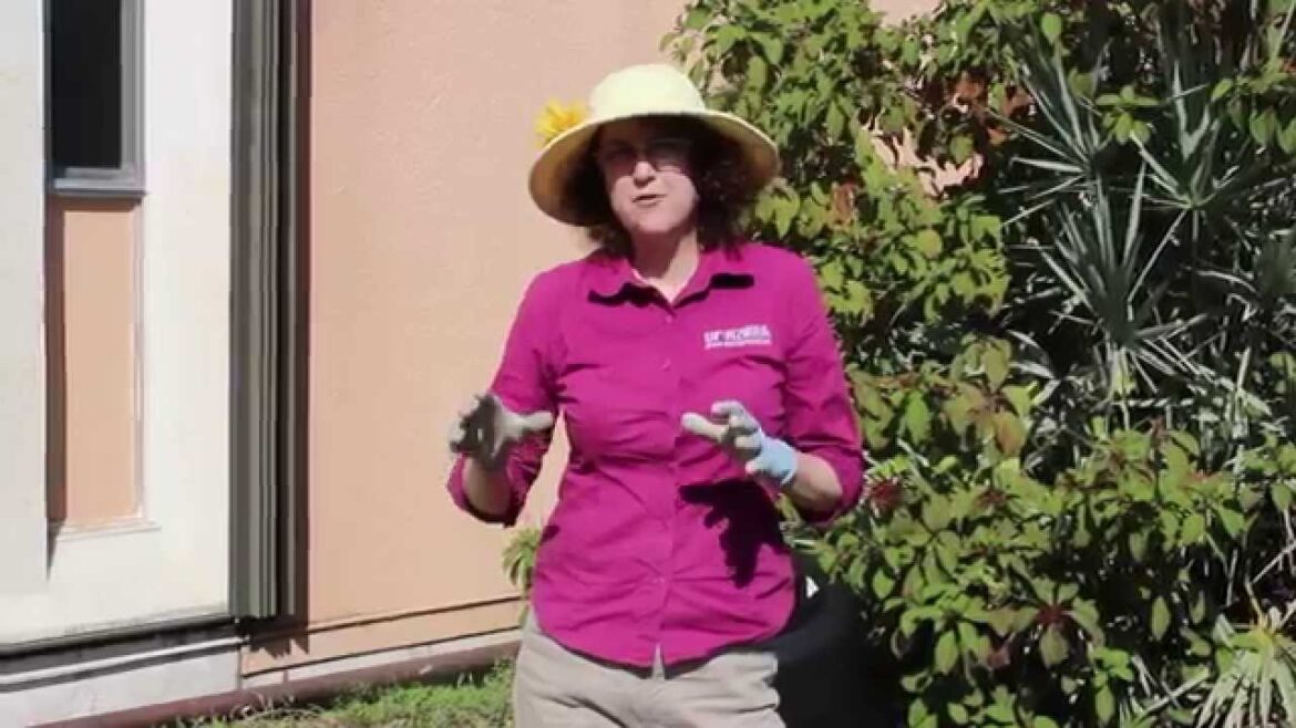 Building a Raised Bed Vegetable Garden Building a Raised Bed Vegetable Garden