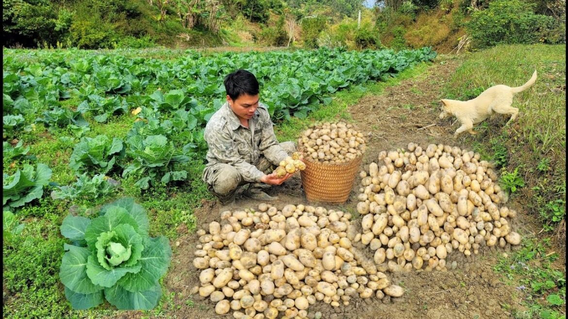 Potato harvesting, gardening, orange tree care, vegetable garden care.