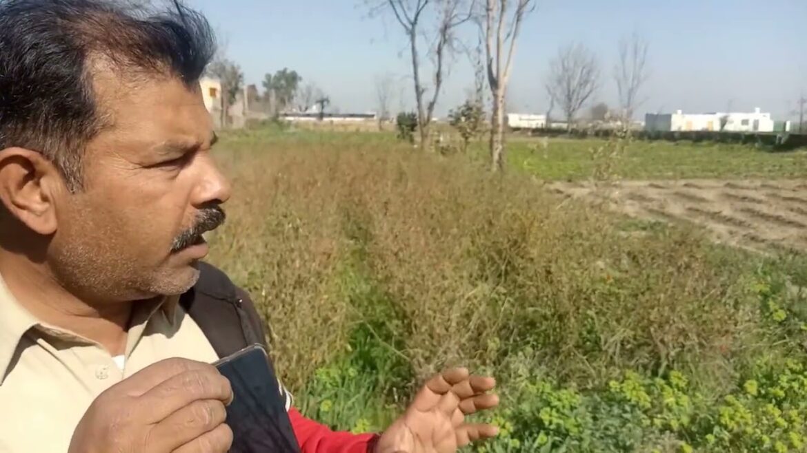 Vegetable gardening | everything about gardening