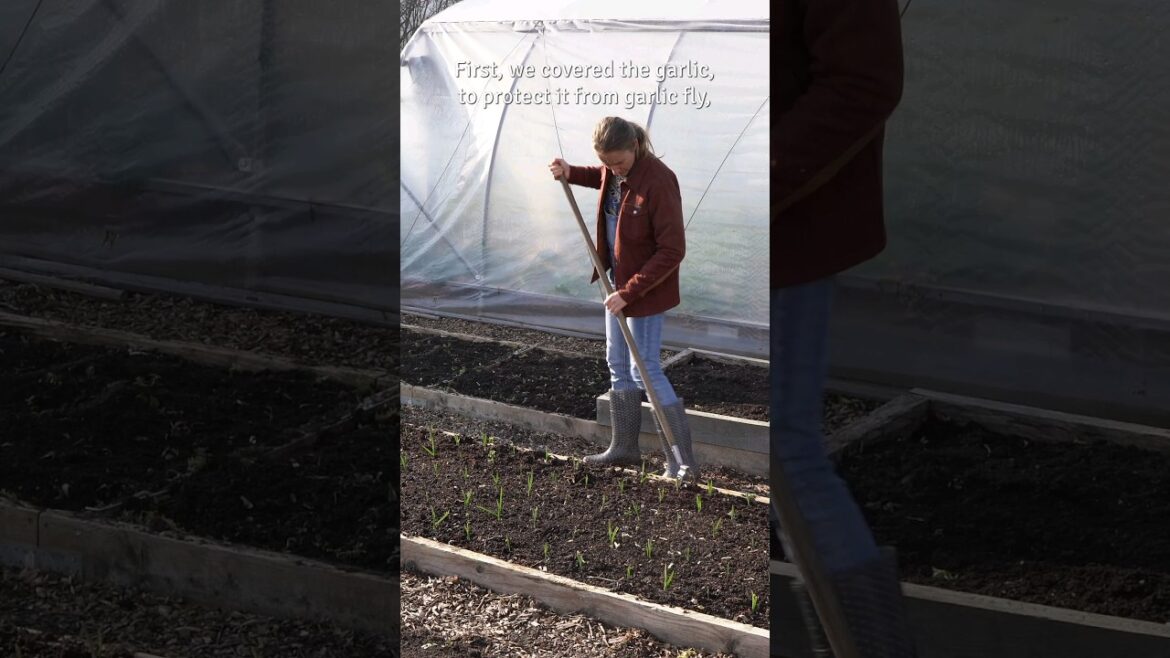 February tasks in the vegetable garden #garlic #parsnips #strawberry #nodig #homestead #shorts