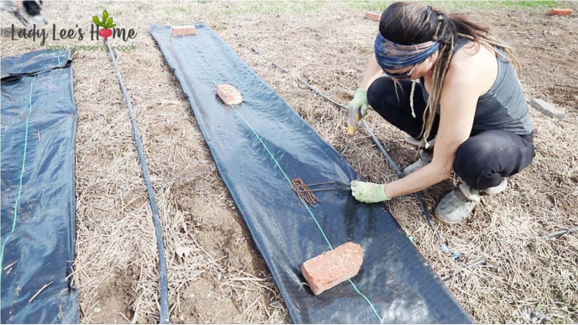 90% LESS WEEDS in my Vegetable Garden! 90% LESS WEEDS in my Vegetable Garden!