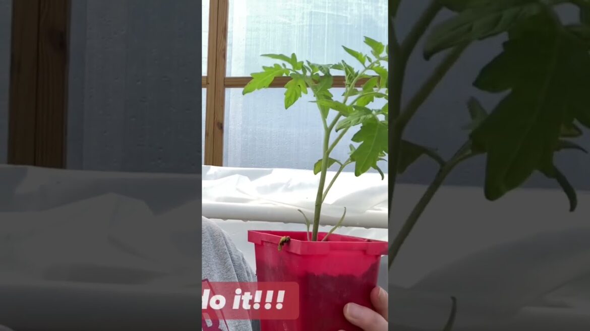 Do this instead of buying already started plants!