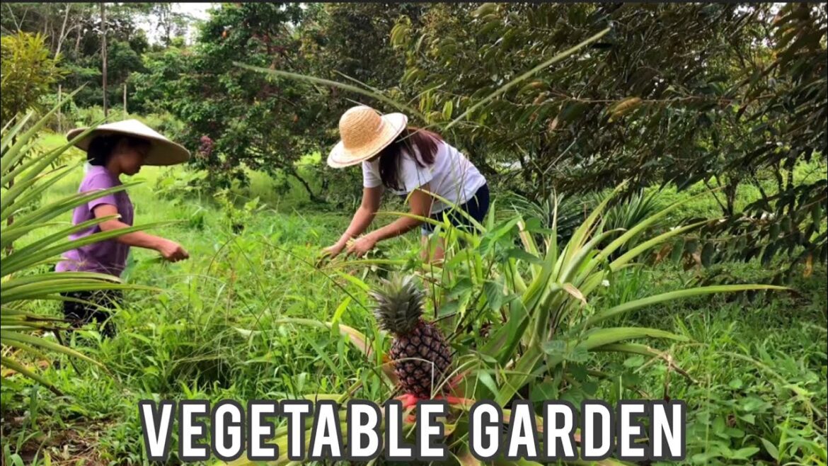 Vegetable Garden / Harvesting vegetables  for dinner / Kitchen Garden #countrysidedailylife