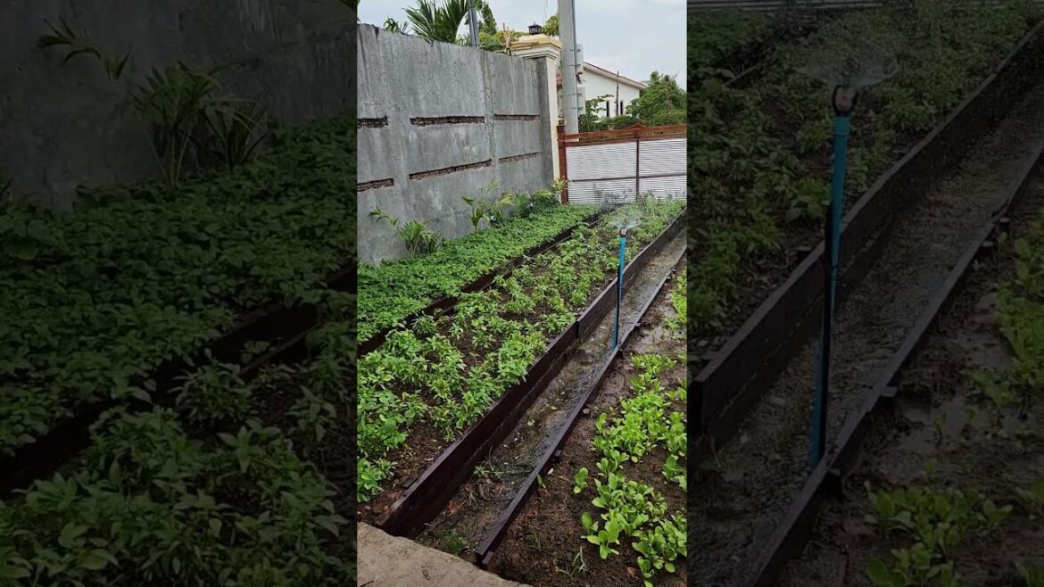 Vegetable garden in front of my house.#shot #poumaofarm #vegetables