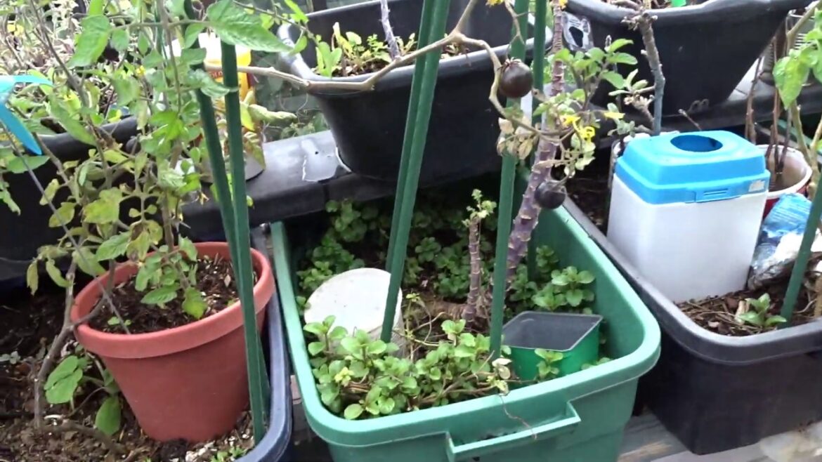 Vegetable Gardening Small Space in Containers Flower Pots Plants for Food Lettuce Onions Zucchini Vegetable Gardening Small Space in Containers Flower Pots Plants for Food Lettuce Onions Zucchini