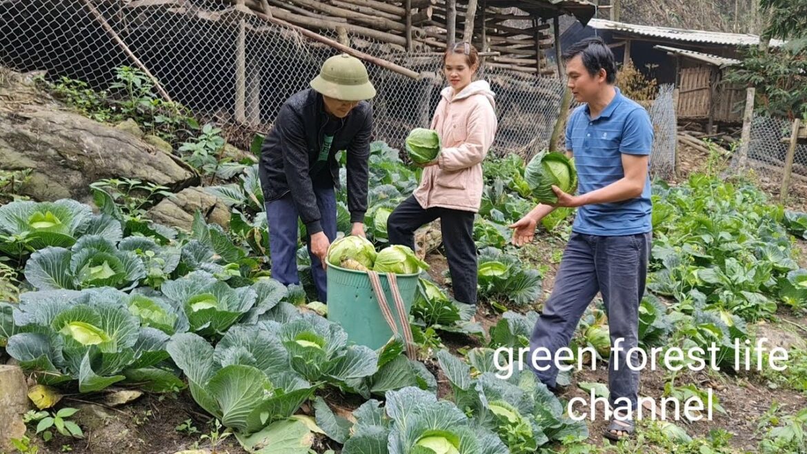 Vegetable garden is time to harvest and sell. Green forest life (ep265)